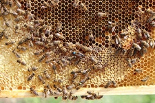 Oznakowana pszczela matka na plastrze wśr&oacute;d pszcz&oacute;ł