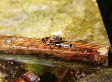 Pszczoła przy poidle