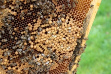 Plaster ze ściętym czerwiem trutowym