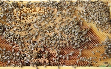 Gęsto pokryty pszczołami plaster