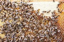 Pszczoły zgromadzone na plastrze z miodem