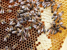 Oznaczona matka pośród pszczół na plastrze