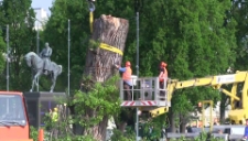 Wycinka Baobabu na placu Litewskim